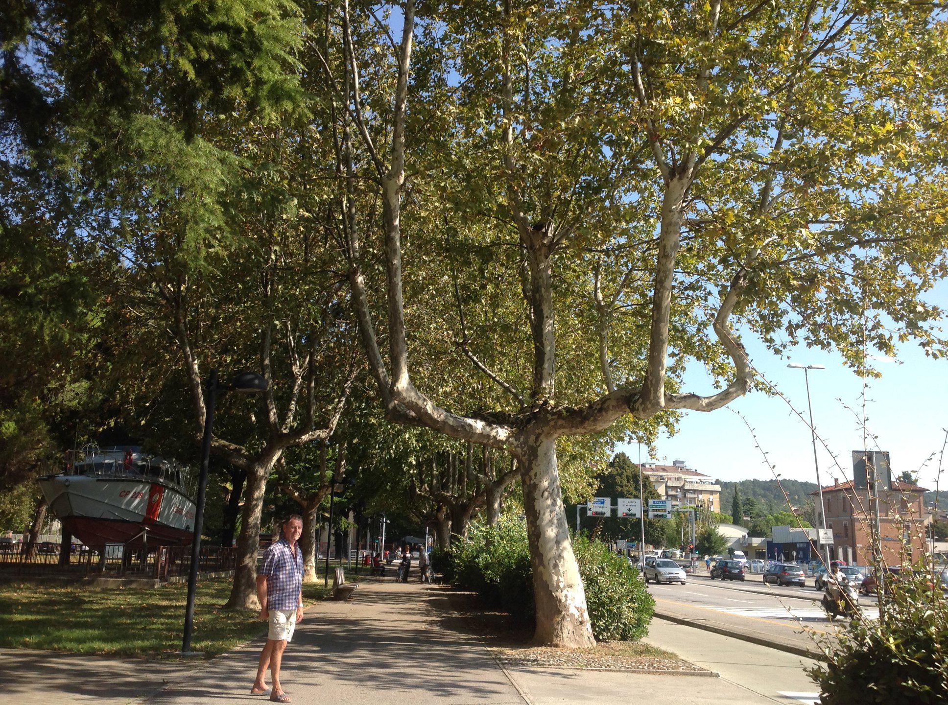 Immagine per Monfalcone avvia il tavolo permanente per il verde pubblico